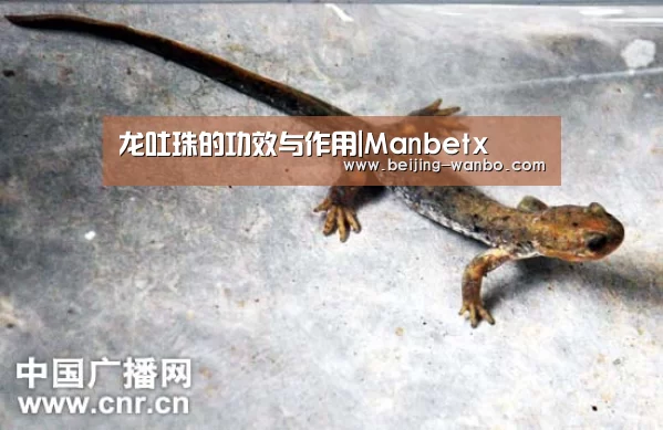 wanbo体育